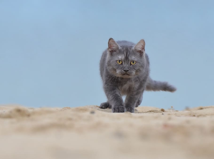 short-haired gray cat on field, beach, young cat, animal themes HD wallpaper