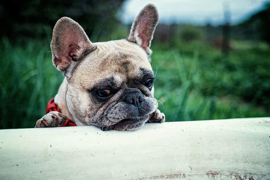 selective focus photography of adult fawn French bulldog, nature, HD wallpaper
