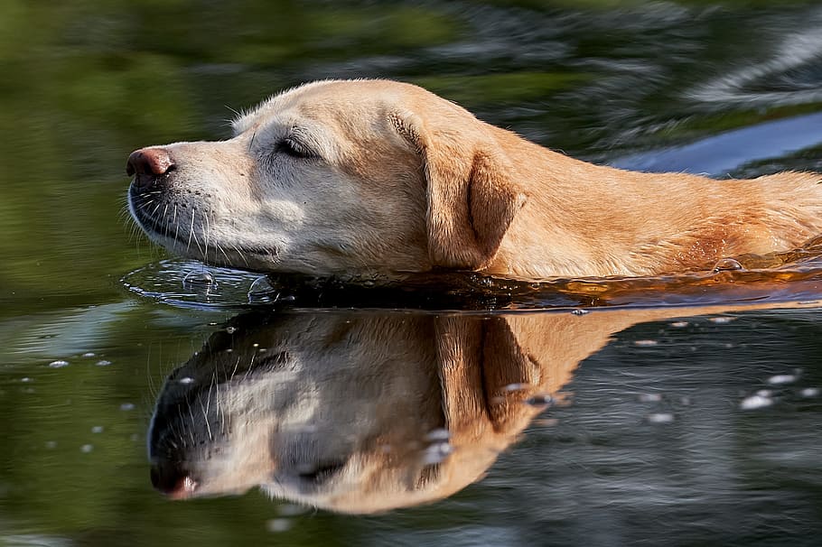labrador, water, mirroring, one animal, mammal, animal themes HD wallpaper
