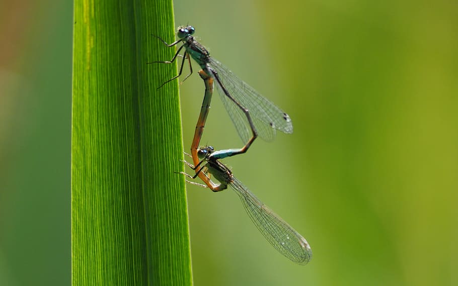 nature, grass, insects, invertebrate, animal themes, animal wildlife HD wallpaper
