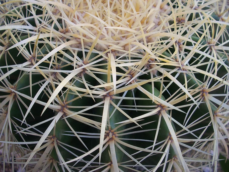 thorns, cactus, sharp, prickly, spiked, ornamental, spine, houseplant HD wallpaper