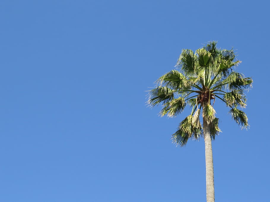 coconut tree, palm tree, sky, tropical, island, exotic, vacation HD wallpaper