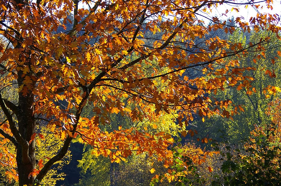 fall, leaves, trees, autumn leaf, maple leaves, plant, change HD wallpaper