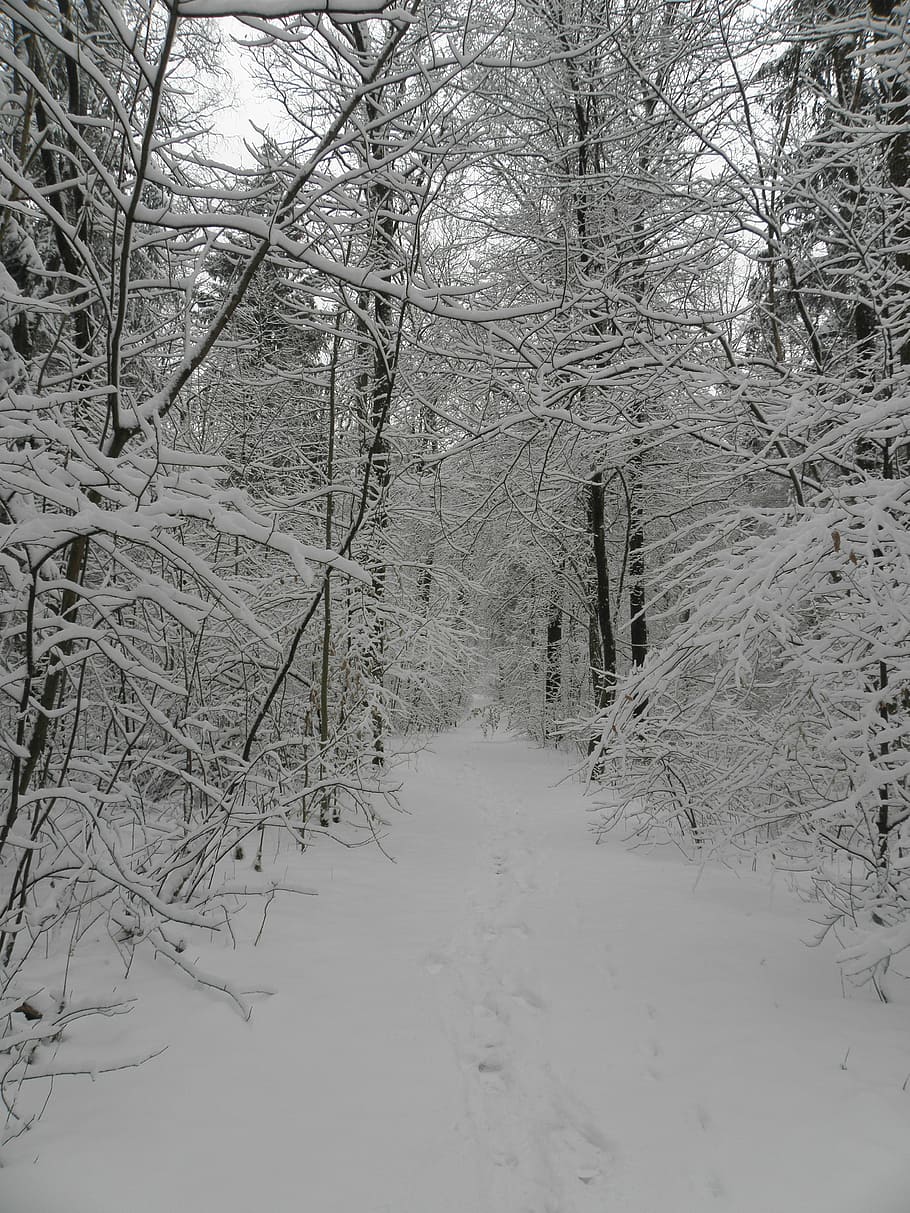 Snow, Winter, Branches, Wintry, White, cold, snowy, winter shrubs HD wallpaper
