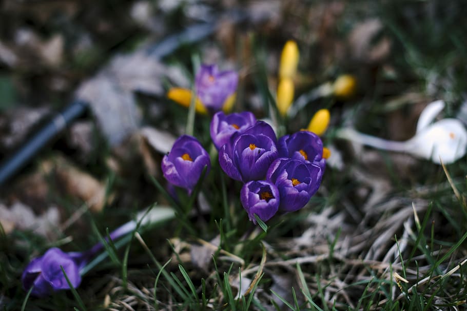 close up photography of purple petaled flowers, shallow focus of purple flowers HD wallpaper