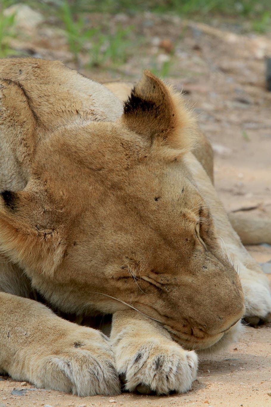HD wallpaper: Sleep, Lioness, Asleep, Mating, leone, lioness asleep, animals  in the wild | Wallpaper Flare