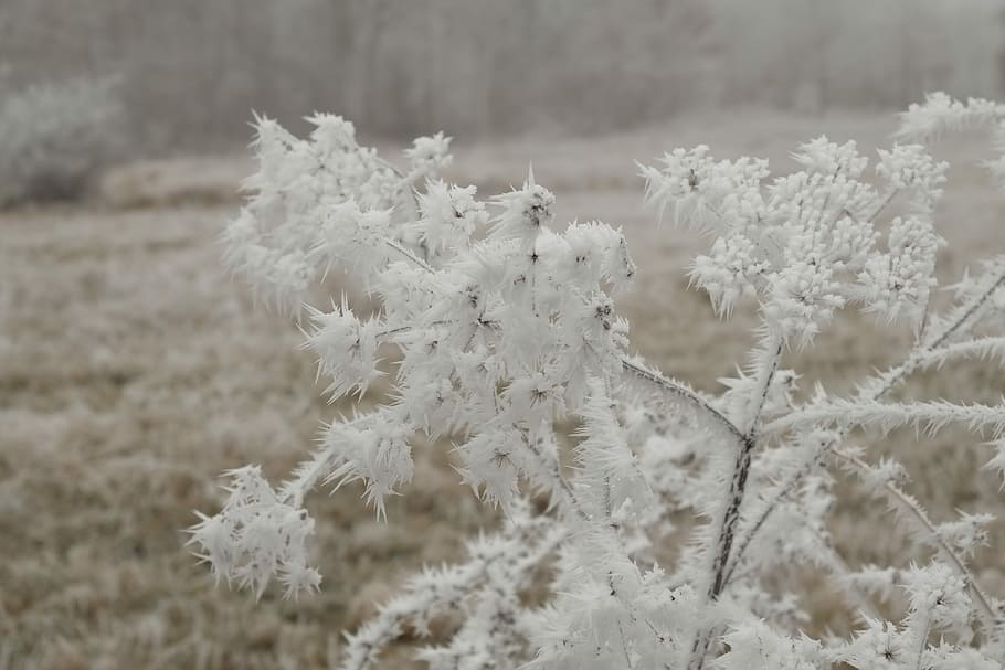 Winter, Wintry, Cold, eiskristalle, hoarfrost, mood, landscape HD wallpaper