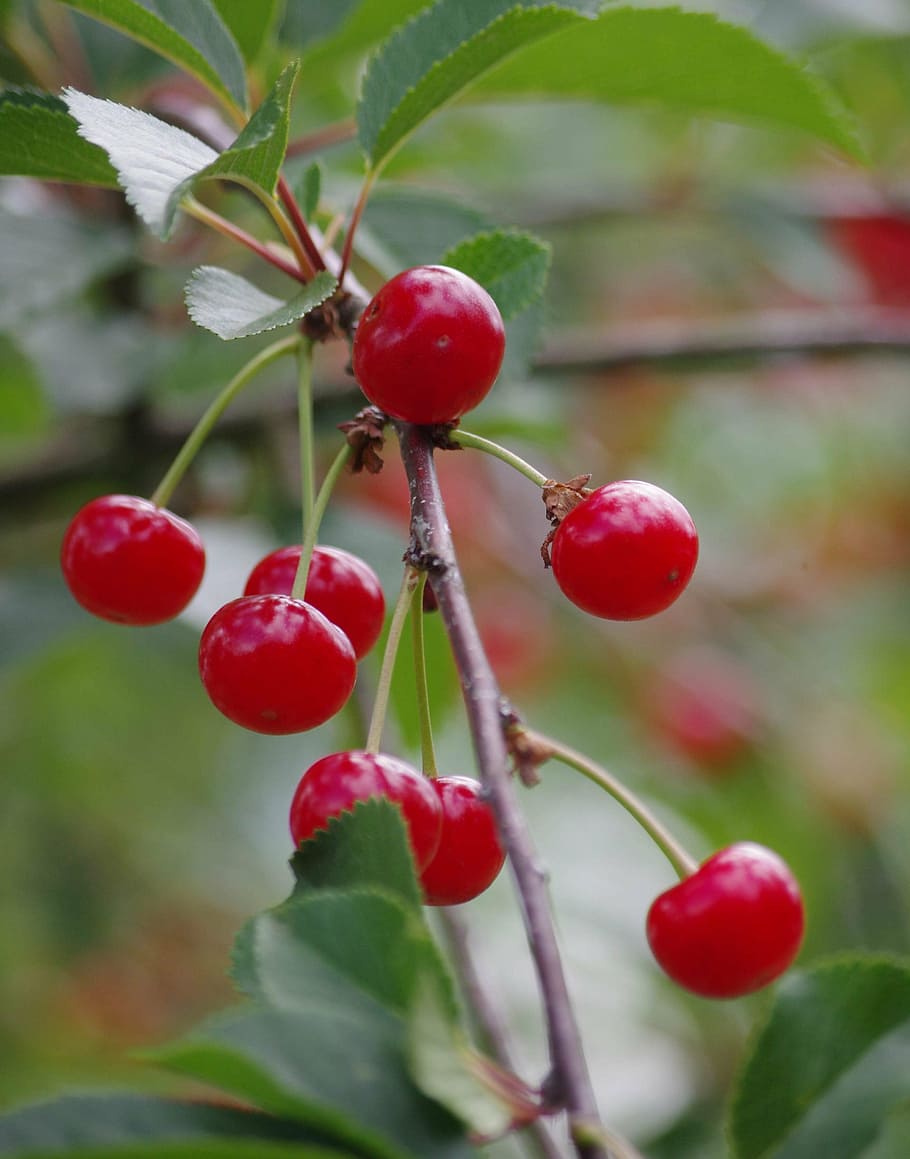 cherries, fruit, summer, nature, red, leaf, ripe, food, branch HD wallpaper