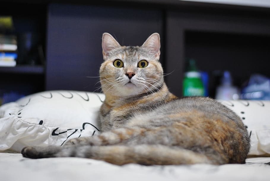 cat, pets, napping, domestic cat, domestic animals, feline HD wallpaper
