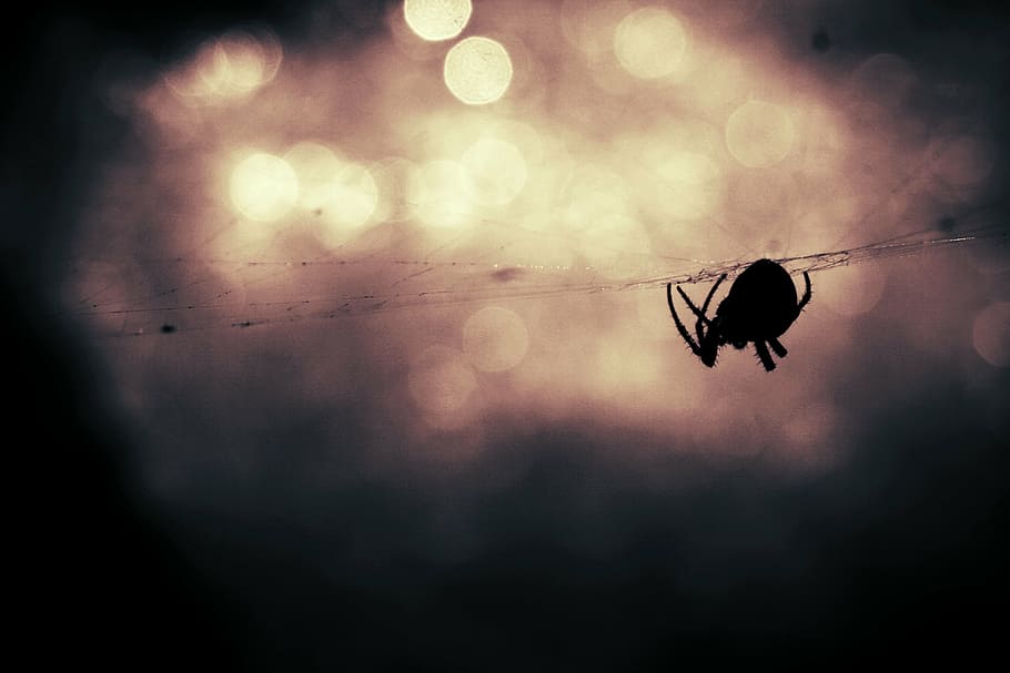 silhouette of spider, animal, insect, spiderweb, danger, bokeh HD wallpaper