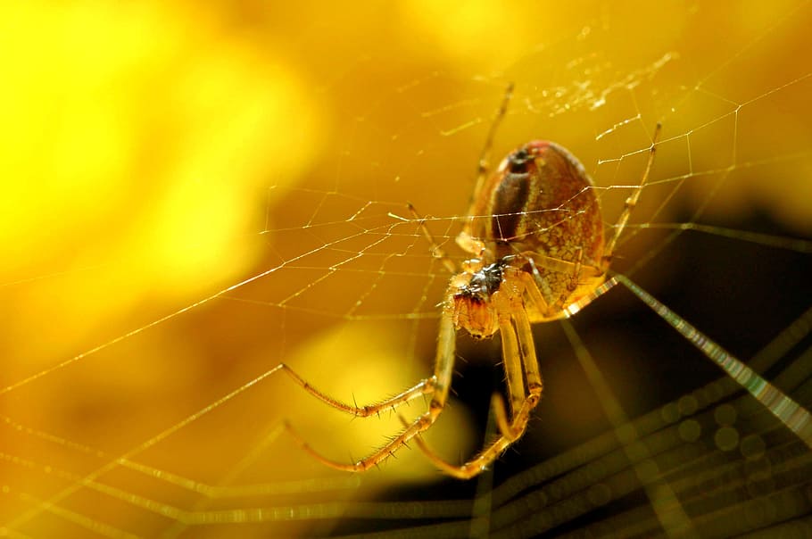 tilt-shift photo of spider on web, cobweb, melon spider, insect HD wallpaper