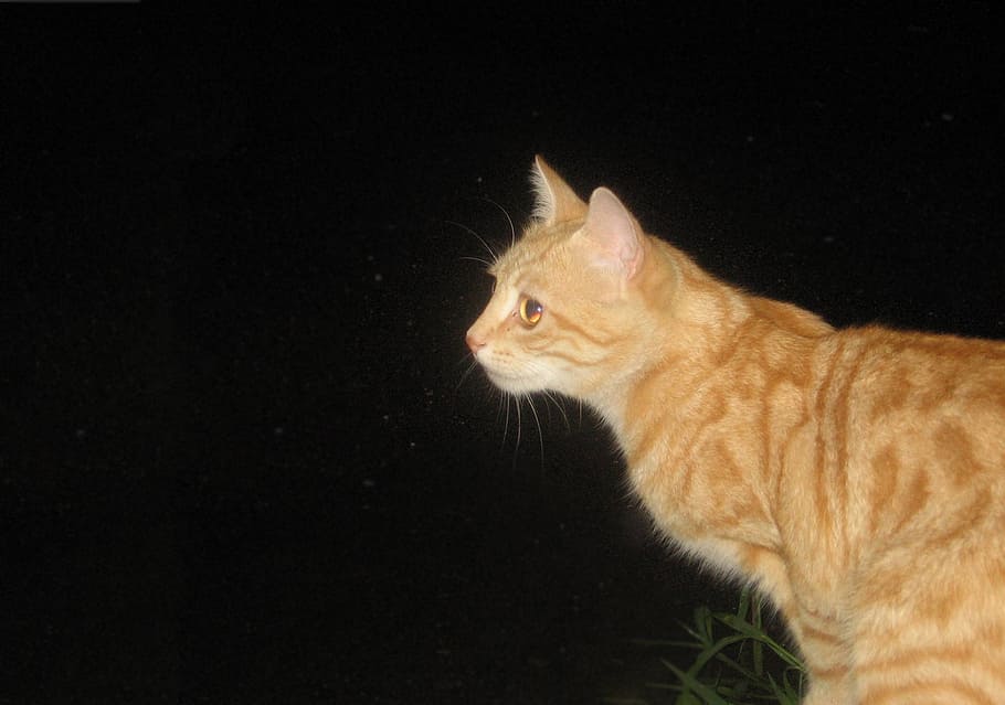cat, tomcat, night, feline, domestic animals, animal themes HD wallpaper