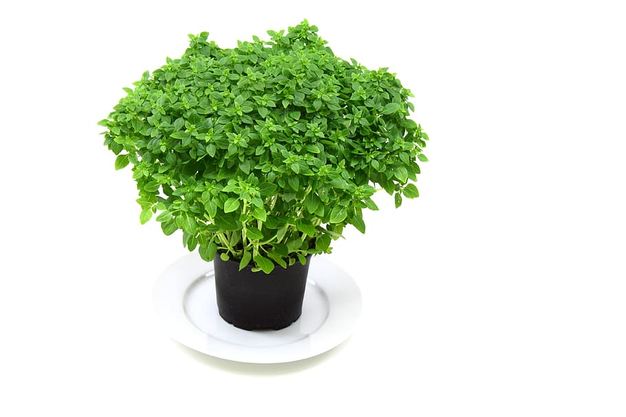 green plant on black plant pot, aroma, aromatic, background HD wallpaper