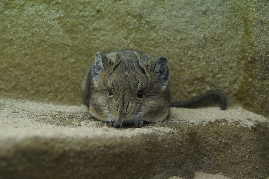 proboscis jerboa, mouse, fly on the wall, crouch, close, animal themes HD wallpaper