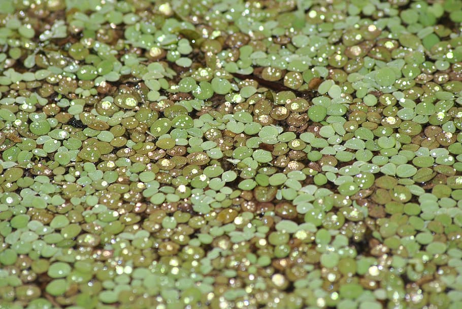 water, reflection, water lily, selective focus, green color HD wallpaper