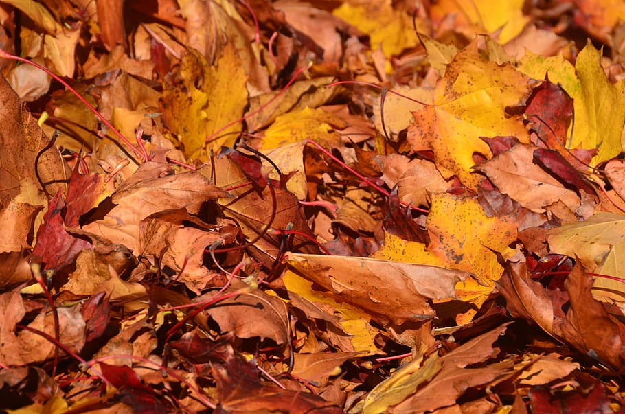 Leaves, Tree, Brown, autumn, leaf, dry, change, yellow, nature HD wallpaper