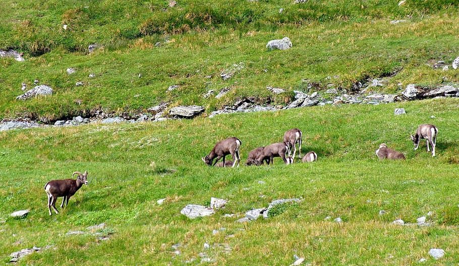 bighorn sheep, herd, mountains, pasture, highlands, alpine meadow