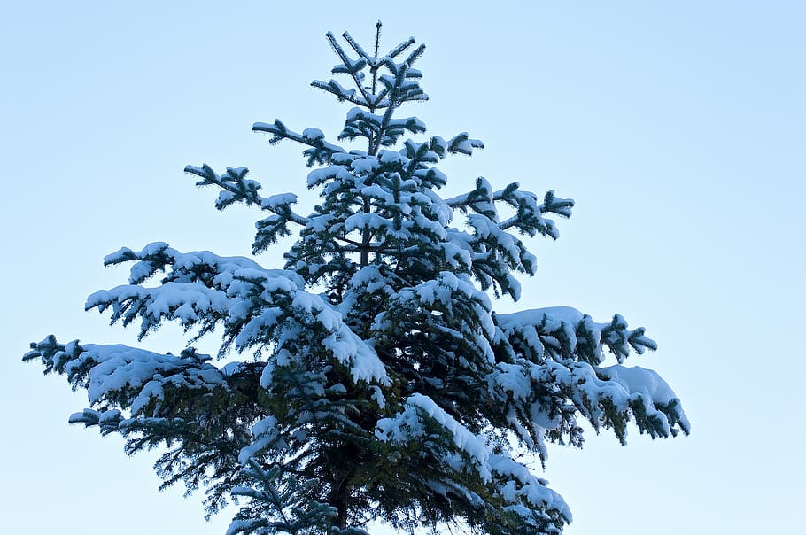 tree, conifer, winter, snow, great, tree top, nature, cold temperature HD wallpaper