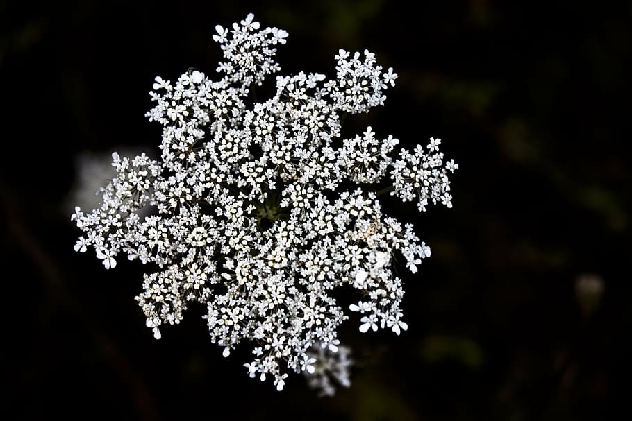 flower, white, spring, nature, plant, no people, food and drink HD wallpaper