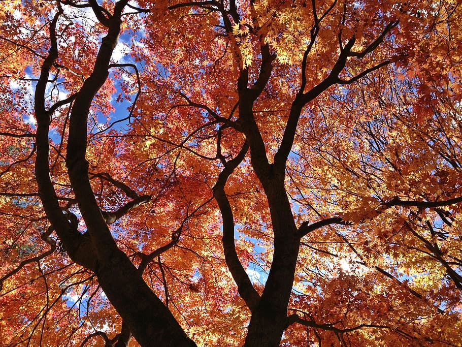 maple leaf, tree, landscape, plant, branch, low angle view HD wallpaper