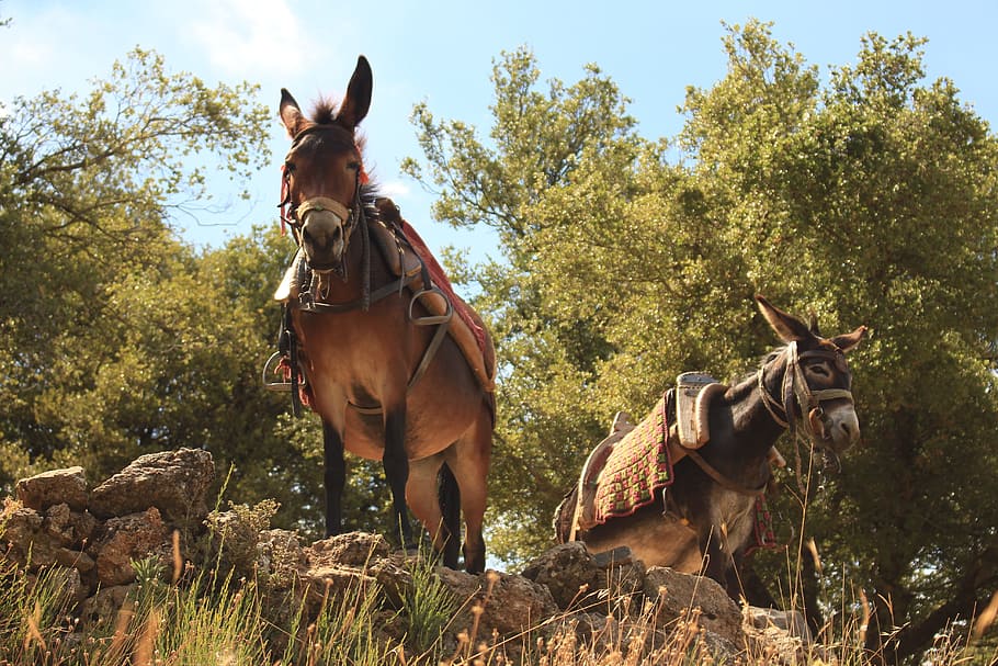 donkey, ride, animals, from the bottom, crete, tourism, stones, HD wallpaper