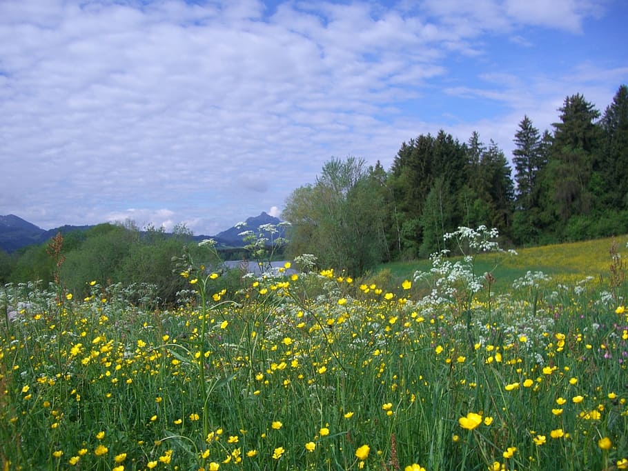 flower meadow, gruentensee, greened, flowers, yellow, buttercup, HD wallpaper