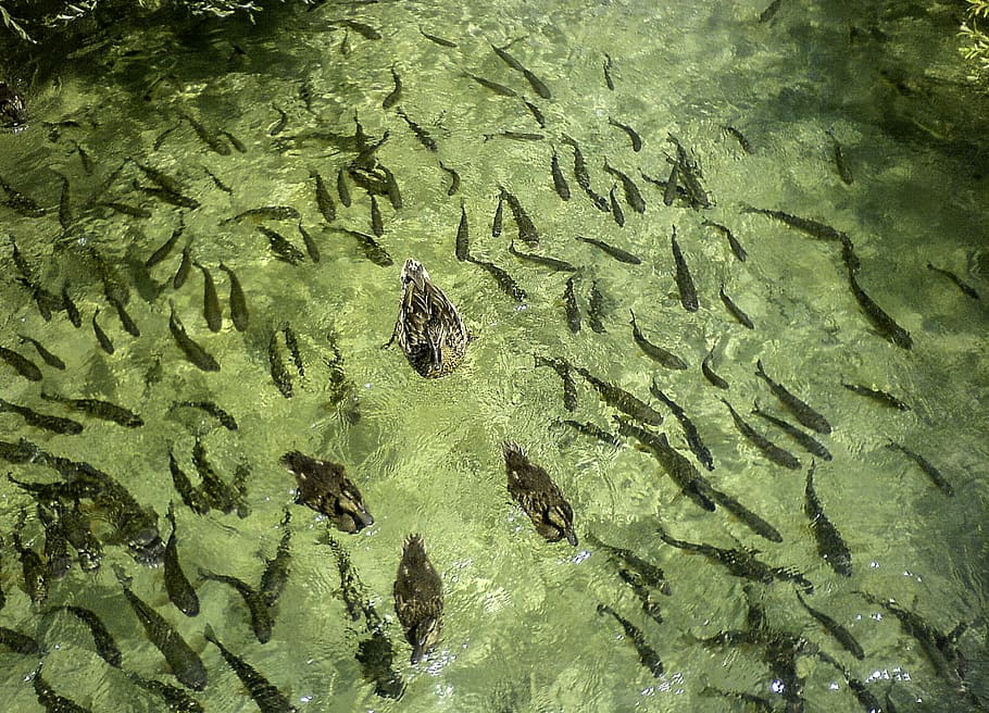 Fish and ducks in the water at Plitvice Lakes National Park, Croatia HD wallpaper
