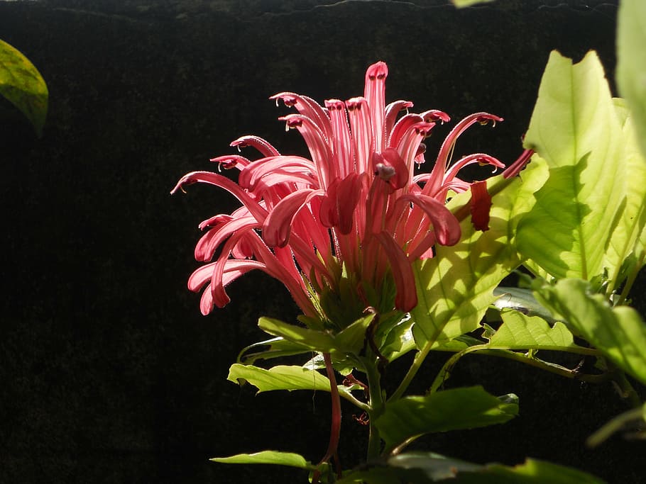 flower, sun, leaves, spring, sunny day, garden, nature, flowers HD wallpaper
