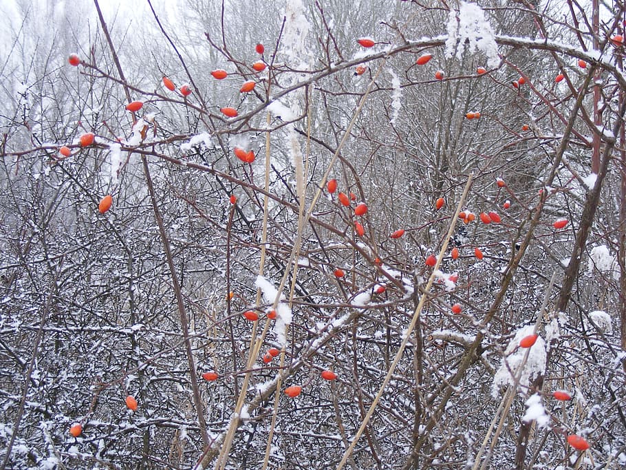 Winter, Snowy, Tree, Branches, White, frosty, covered, frosted HD wallpaper
