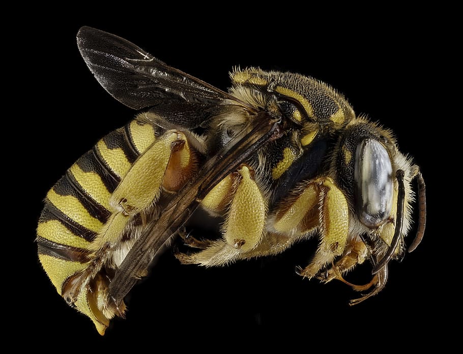 yellow and black bee in close-up photography, macro, insect HD wallpaper