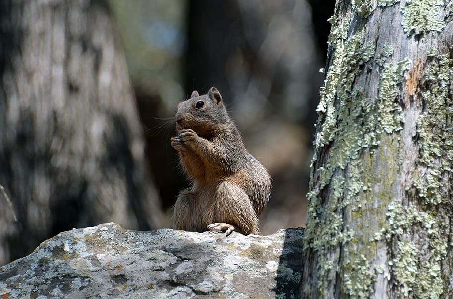 selective photography of brown squirrel on brown rock, rock squirrel HD wallpaper