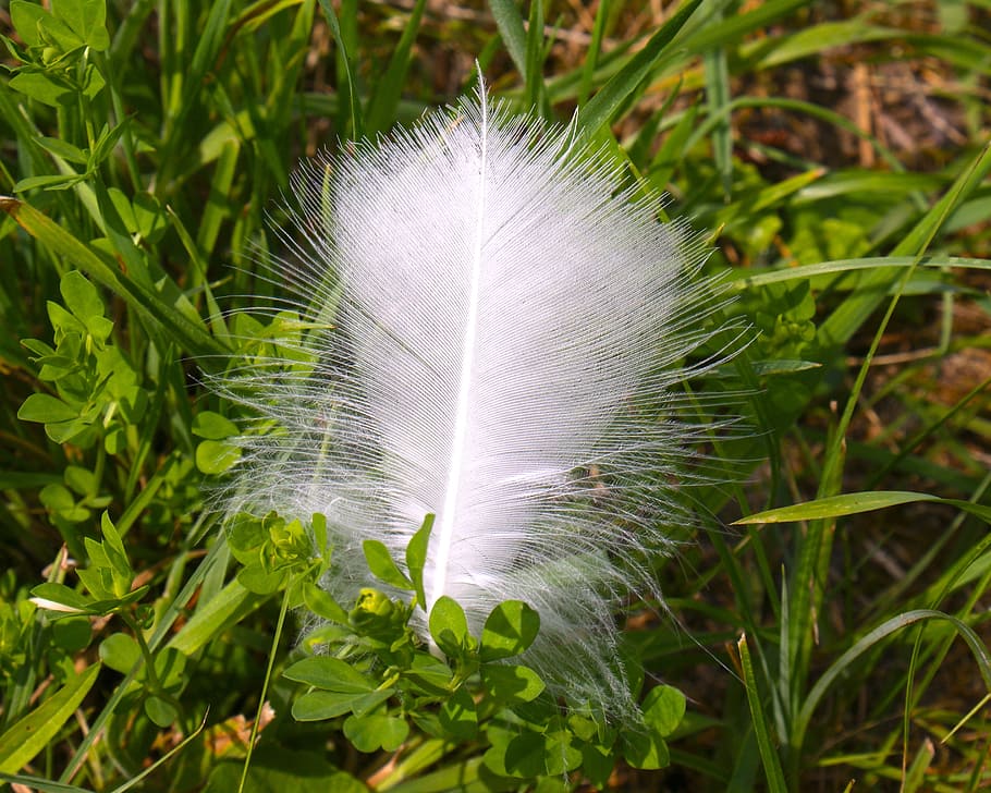 feather, walker, soft, easily swan, grass, tickling, fluffy, HD wallpaper