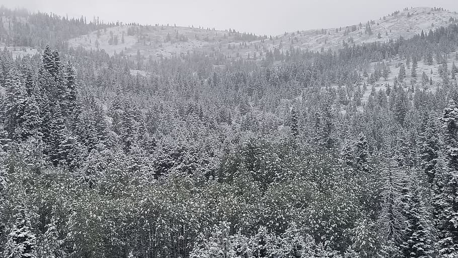 snow, forest, mountains, cold, winter, weather, ice, tree, plant HD wallpaper