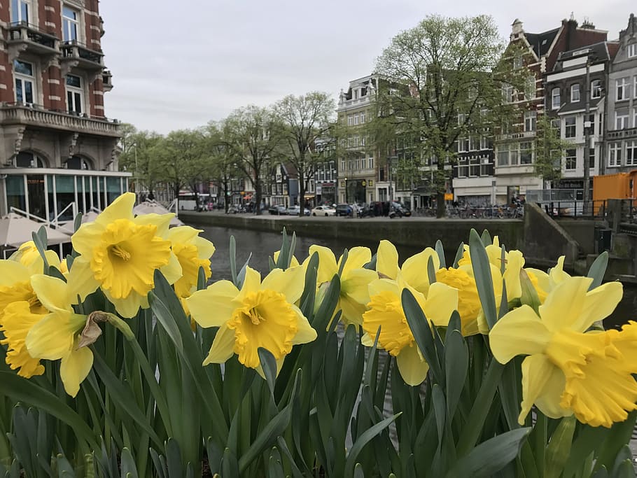 daffodils, flower, bloom, spring, amsterdam, canal, floral HD wallpaper