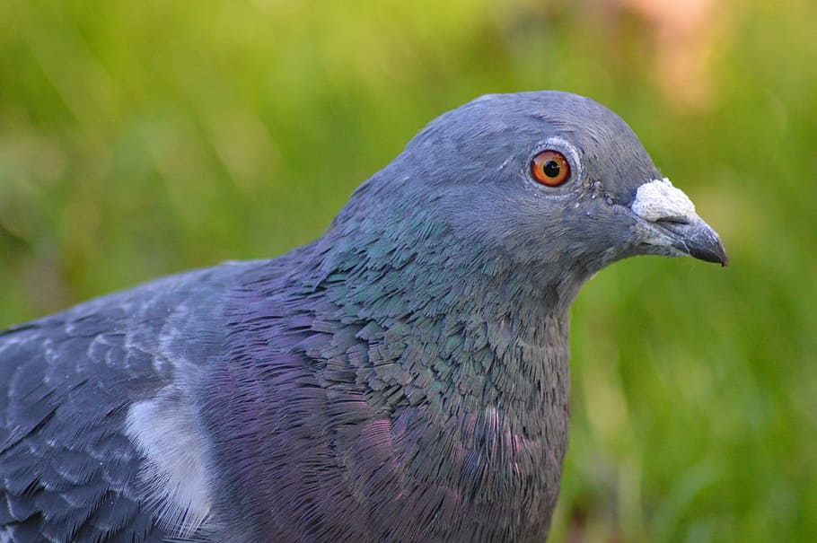 pigeon, blue, bird, animal, one animal, animal themes, animal wildlife HD wallpaper