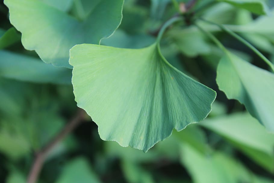 ginkgo, leaf, green, plant part, close-up, green color, beauty in nature, HD wallpaper