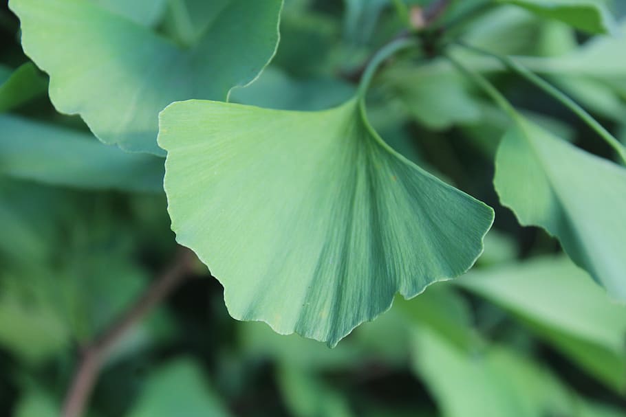ginkgo, leaf, green, plant part, close-up, green color, beauty in nature HD wallpaper