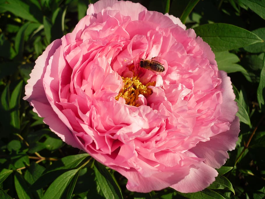 flower, pink, peony, flowering plant, petal, beauty in nature HD wallpaper