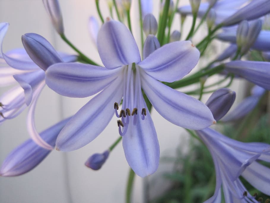 purple flower, agapanthus flower, blue-purple, delicate color, HD wallpaper