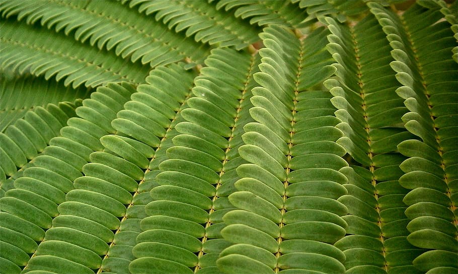 close-up photo of fern plant, leaves, green, vegetable, tree HD wallpaper