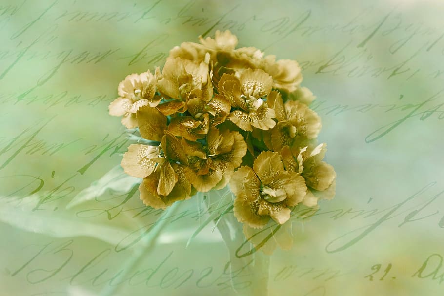background image, flower, romantic, flowering plant, freshness HD wallpaper
