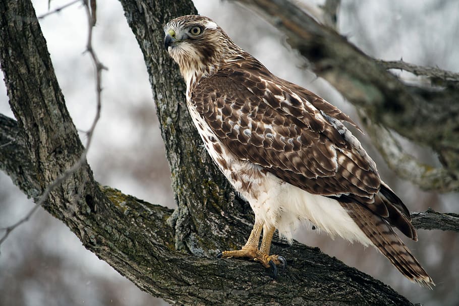 brown and white bird on tree branch, brown and white eagle on tree HD wallpaper