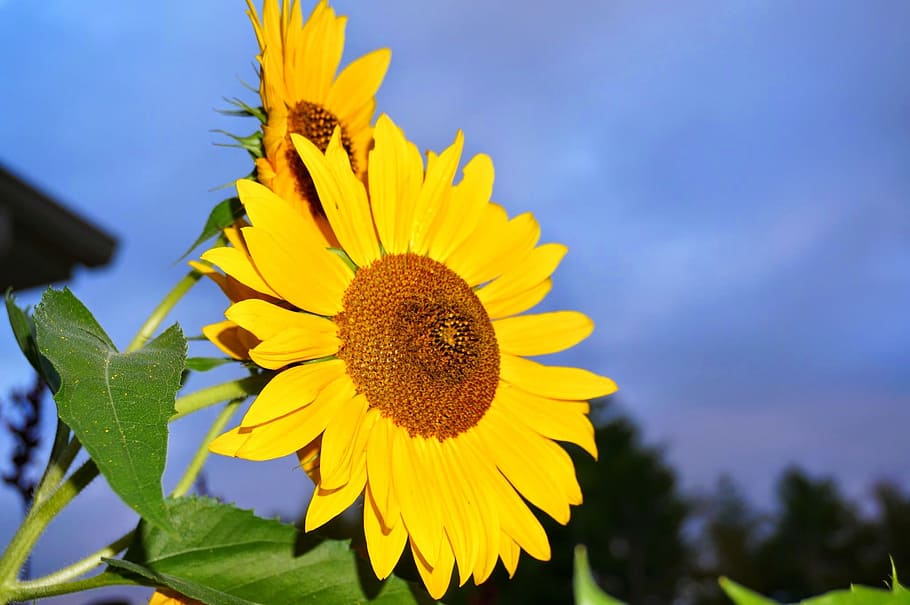 Sunflower, Yellow, blue, nature, petal, flower head, plant HD wallpaper