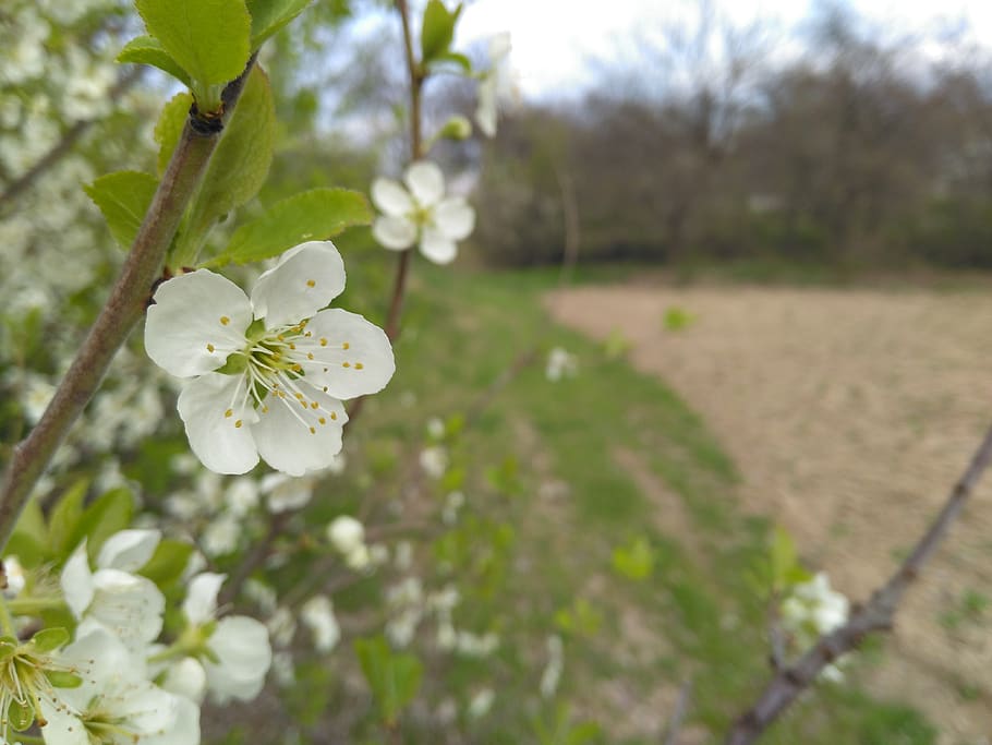 spring, apricot, flower, plant, flowering plant, fragility HD wallpaper