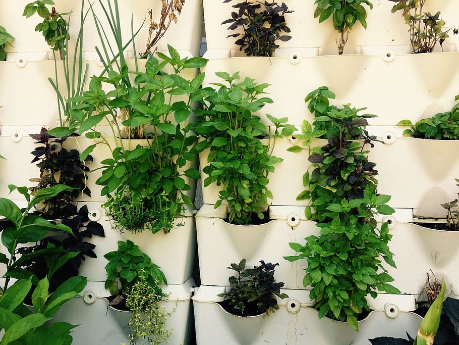 piled potted plants in tier rack, herbs, herbal, growing, green HD wallpaper