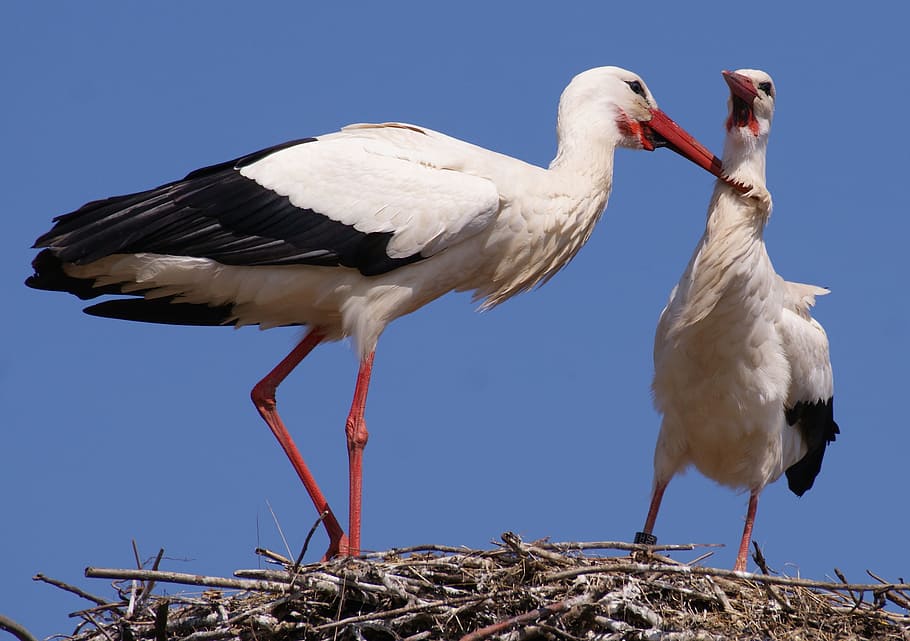 Stork, Birds, Nest, storchennest, nature, plumage, roof, bill, HD wallpaper