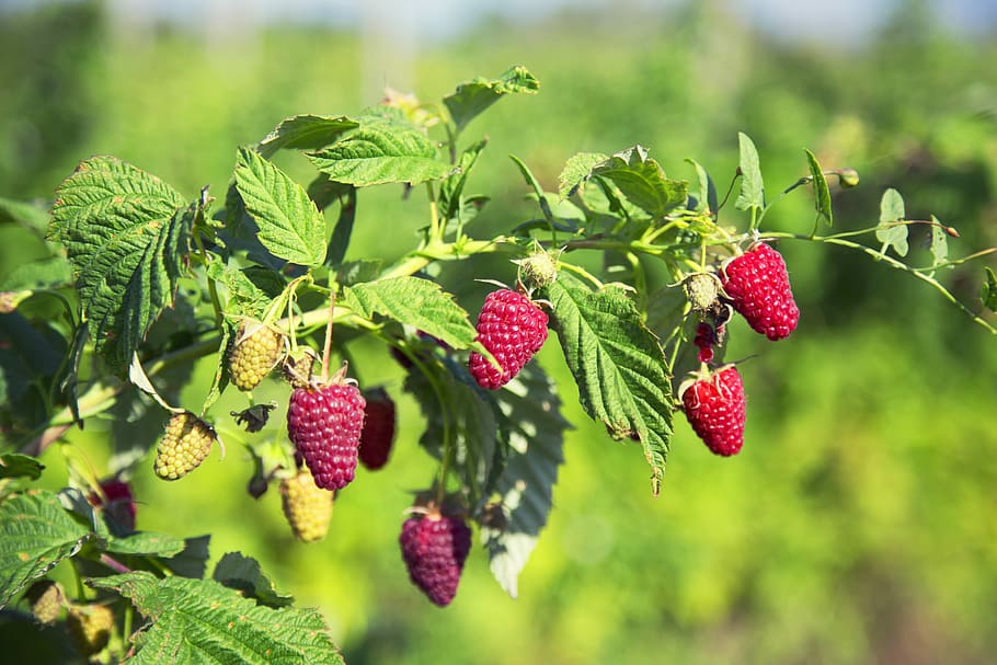 strawberries, fruit, nature, sheet, healthy, food, garden, summer HD wallpaper