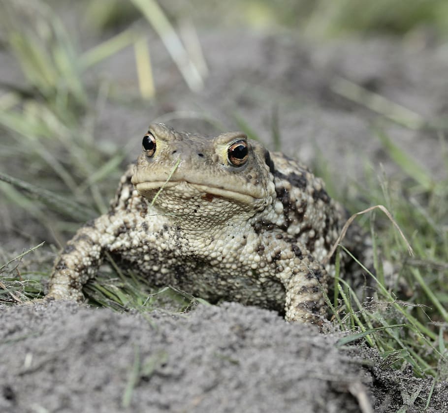frog, toad, eyes, amphibian, head, close, animal world, nature HD wallpaper
