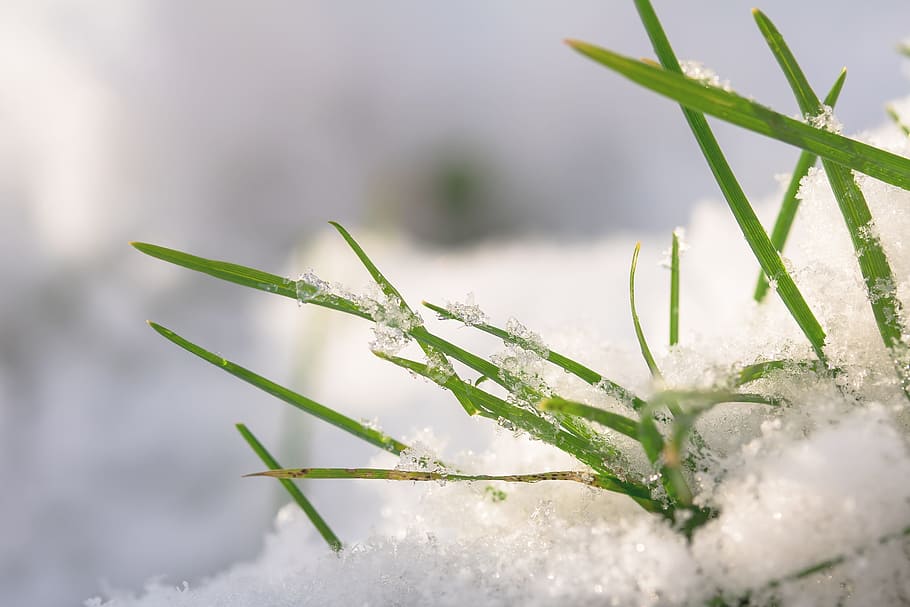 selective focus photo of green leaf plant, grasses, snow, winterimpression HD wallpaper