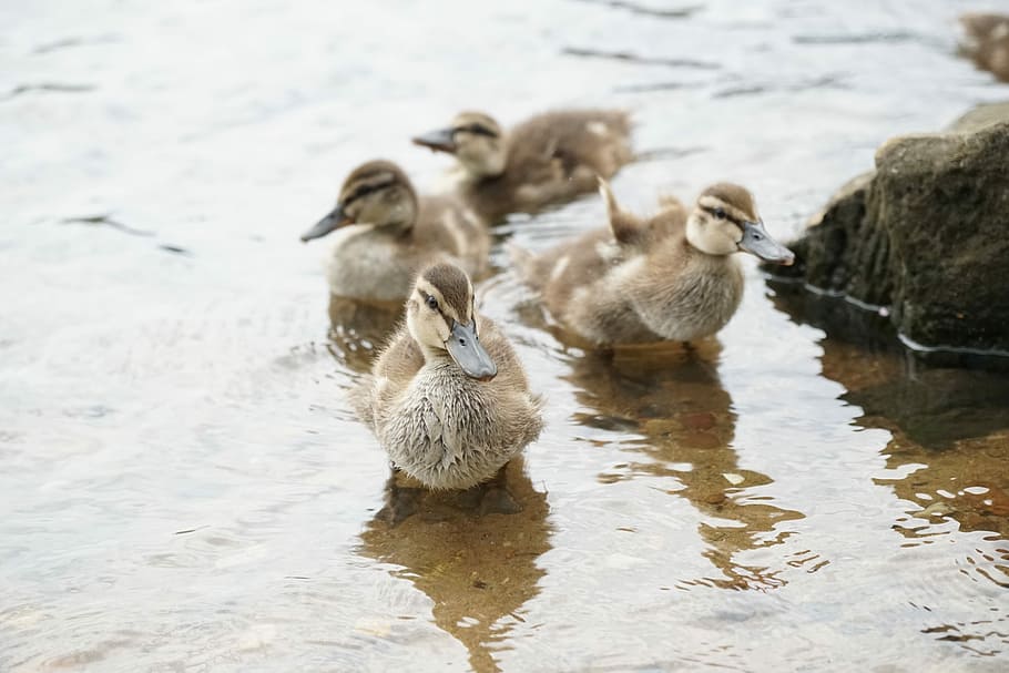 Ducklings, Mallards, Chicks, Water, river, sand, stone, cute HD wallpaper